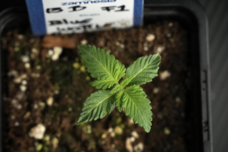 Pheo B Blue Waffle Haze F1 Zamnesia. Week 1 - BWF1 Pheno B