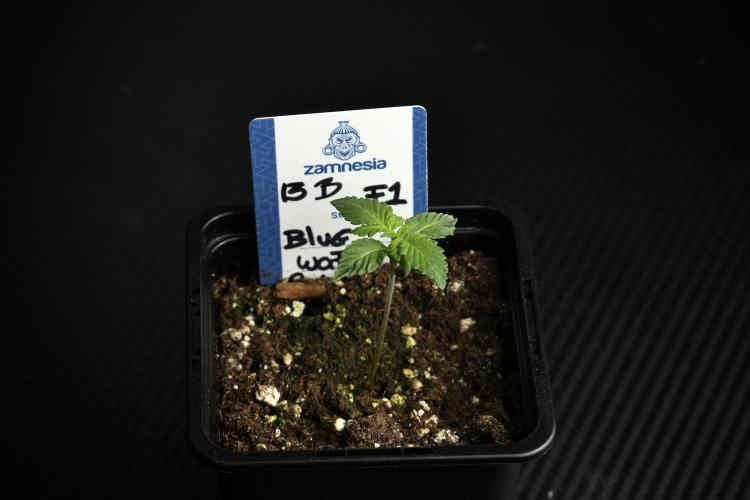 Pheo B Blue Waffle Haze F1 Zamnesia. Week 1 - BWF1 Pheno B