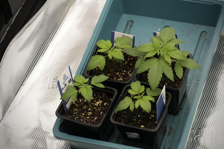 Pheo B Blue Waffle Haze F1 Zamnesia. Week 1 - F1 Sisters