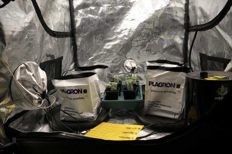 Pheo B Blue Waffle Haze F1 Zamnesia. Week 1 - Sisters and Plagron Premium Coco GrowBags