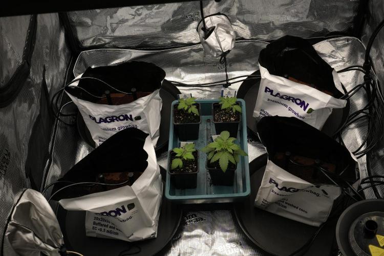 Pheo B Blue Waffle Haze F1 Zamnesia. Week 1 - Sisters and Plagron Premium Coco GrowBags