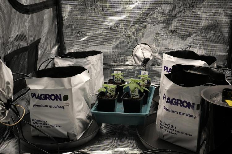 Pheo B Blue Waffle Haze F1 Zamnesia. Week 1 - Sisters and Plagron Premium Coco GrowBags