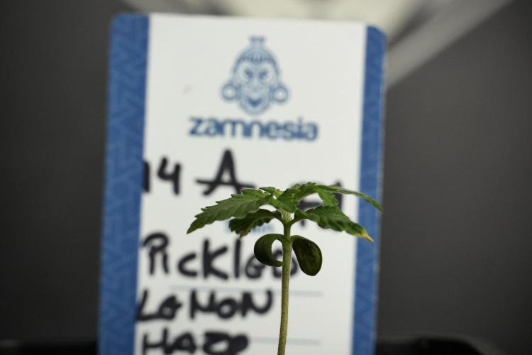 Pickle Lemon Haze F1 Zamnesia Pheno A. Week 1 - Pickle Lemon Haze F1 = PLHF1