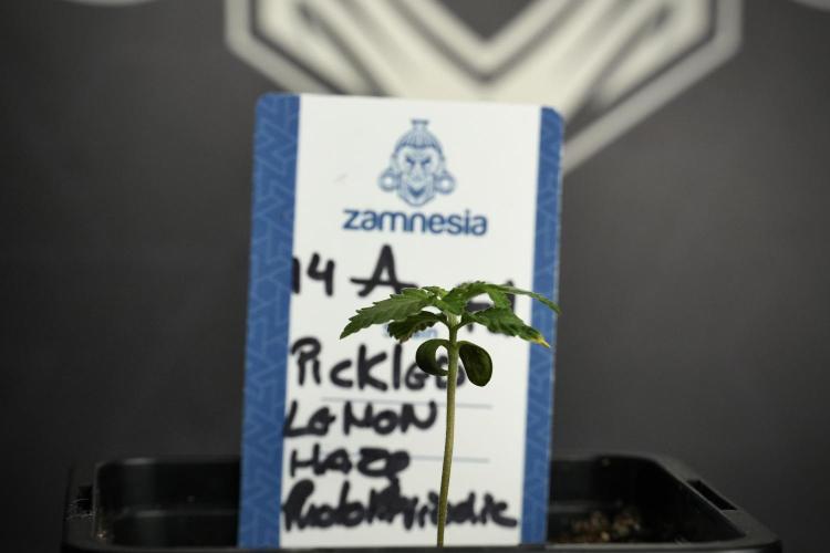 Pickle Lemon Haze F1 Zamnesia Pheno A. Week 1 - PLHF1 Pheno A