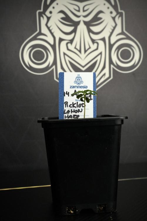 Pickle Lemon Haze F1 Zamnesia Pheno A. Week 1 - PLHF1 Pheno A