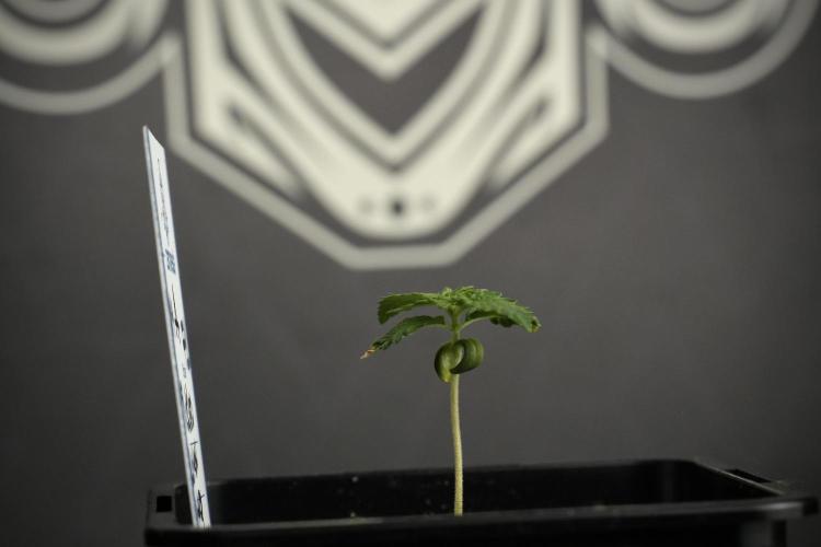Pickle Lemon Haze F1 Zamnesia Pheno A. Week 1 - PLHF1 Pheno A