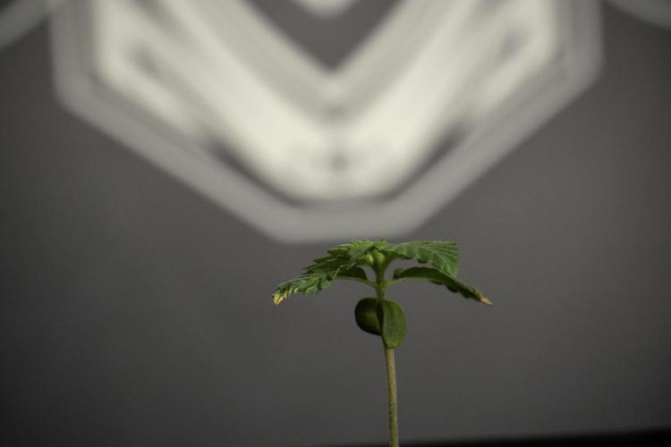 Pickle Lemon Haze F1 Zamnesia Pheno A. Week 1 - PLHF1 Pheno A