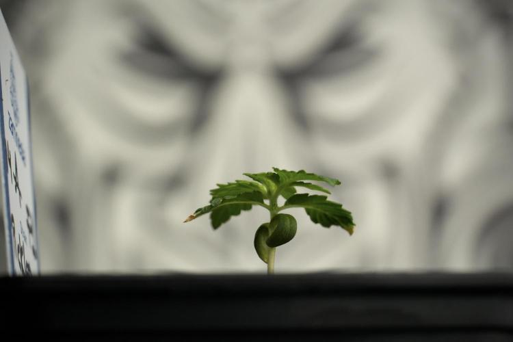 Pickle Lemon Haze F1 Zamnesia Pheno A. Week 1 - PLHF1 Pheno A