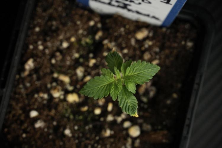 Pickle Lemon Haze F1 Zamnesia Pheno A. Week 1 - PLHF1 Pheno A
