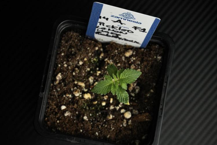 Pickle Lemon Haze F1 Zamnesia Pheno A. Week 1 - PLHF1 Pheno A