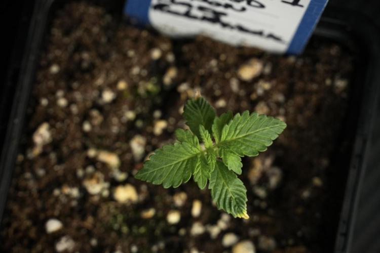 Pickle Lemon Haze F1 Zamnesia Pheno A. Week 1 - PLHF1 Pheno A