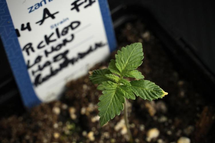 Pickle Lemon Haze F1 Zamnesia Pheno A. Week 1 - PLHF1 Pheno A
