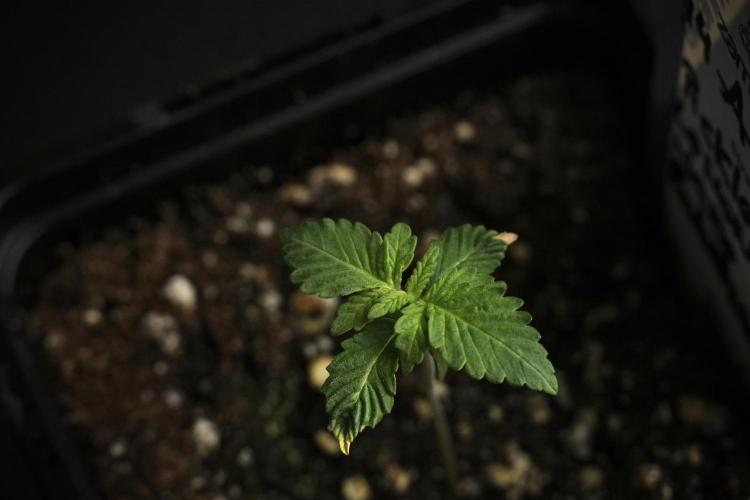 Pickle Lemon Haze F1 Zamnesia Pheno A. Week 1 - PLHF1 Pheno A