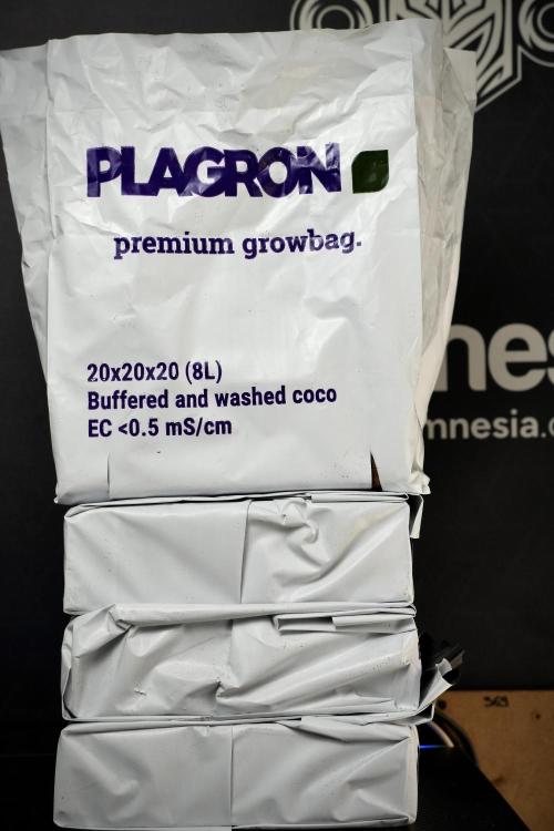 Pickle Lemon Haze F1 Zamnesia Pheno A. Week 1 - Plagron Premium Coco GrowBags