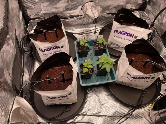 Pickle Lemon Haze F1 Zamnesia Pheno A. Week 1 - F1 Sisters 