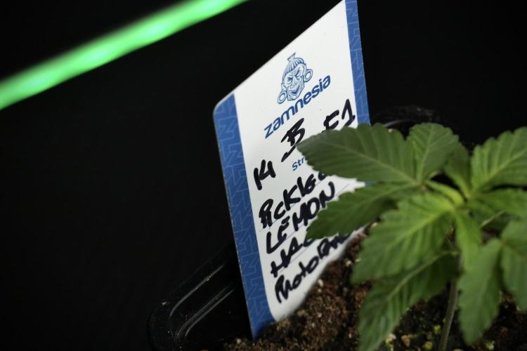 Pheno B Pickle Lemon Haze F1 Zamnesia. Week 1 - Pickle Lemon Haze F1 = PLHF1