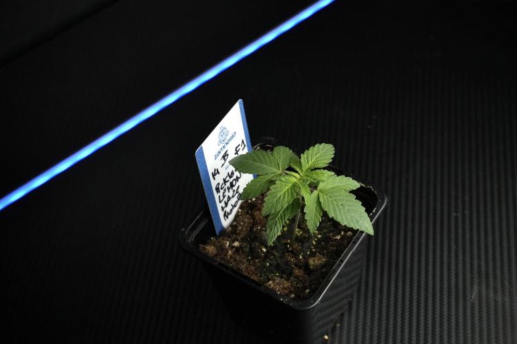 Pheno B Pickle Lemon Haze F1 Zamnesia. Week 1 - PLHF1 Pheno B