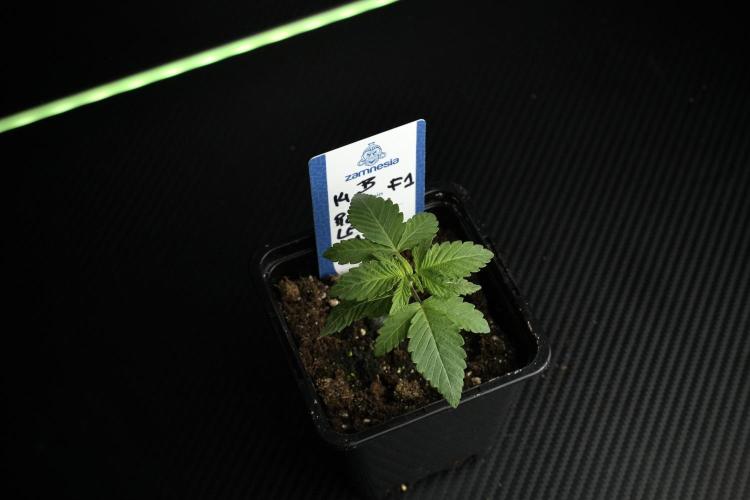 Pheno B Pickle Lemon Haze F1 Zamnesia. Week 1 - PLHF1 Pheno B