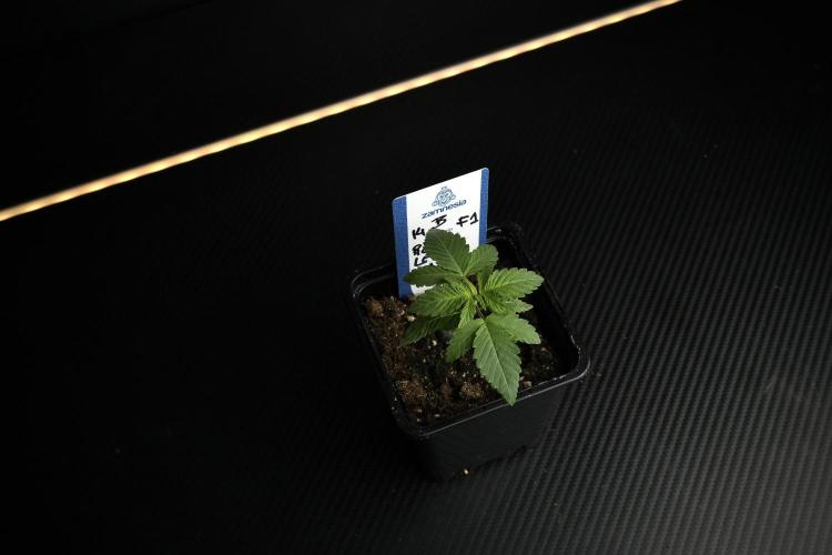 Pheno B Pickle Lemon Haze F1 Zamnesia. Week 1 - PLHF1 Pheno B