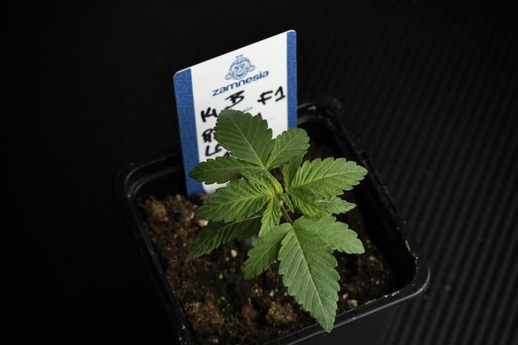 Pheno B Pickle Lemon Haze F1 Zamnesia. Week 1 - PLHF1 Pheno B