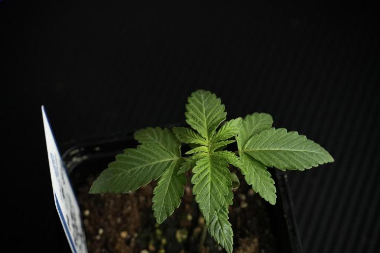 Pheno B Pickle Lemon Haze F1 Zamnesia. Week 1 - PLHF1 Pheno B