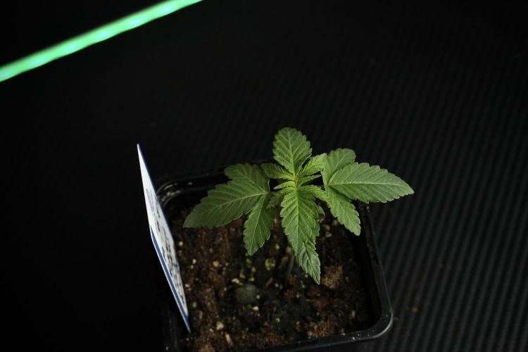 Pheno B Pickle Lemon Haze F1 Zamnesia. Week 1 - PLHF1 Pheno B