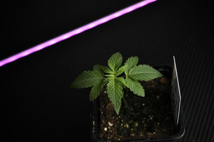 Pheno B Pickle Lemon Haze F1 Zamnesia. Week 1 - PLHF1 Pheno B