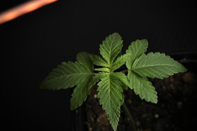 Pheno B Pickle Lemon Haze F1 Zamnesia. Week 1 - PLHF1 Pheno B