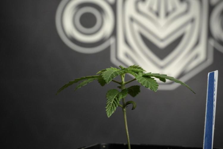 Pheno B Pickle Lemon Haze F1 Zamnesia. Week 1 - PLHF1 Pheno B