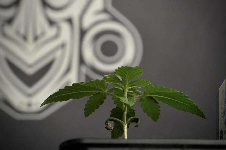 Pheno B Pickle Lemon Haze F1 Zamnesia. Week 1 - PLHF1 Pheno B