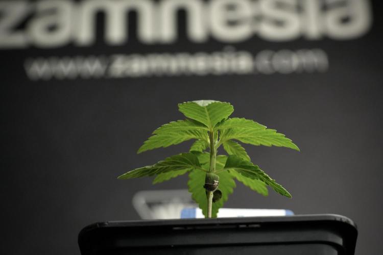 Pheno B Pickle Lemon Haze F1 Zamnesia. Week 1 - PLHF1 Pheno B