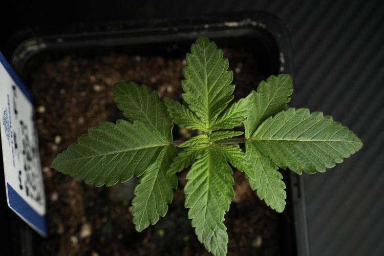 Pheno B Pickle Lemon Haze F1 Zamnesia. Week 1 - PLHF1 Pheno B