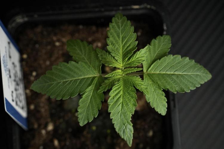 Pheno B Pickle Lemon Haze F1 Zamnesia. Week 1 - PLHF1 Pheno B