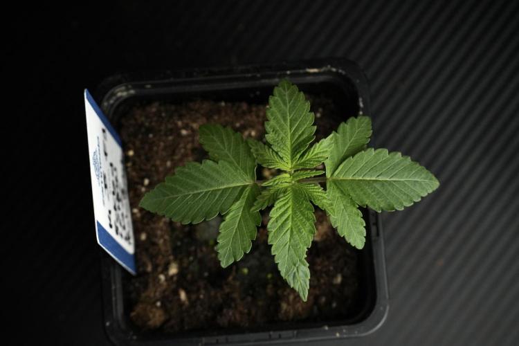 Pheno B Pickle Lemon Haze F1 Zamnesia. Week 1 - PLHF1 Pheno B