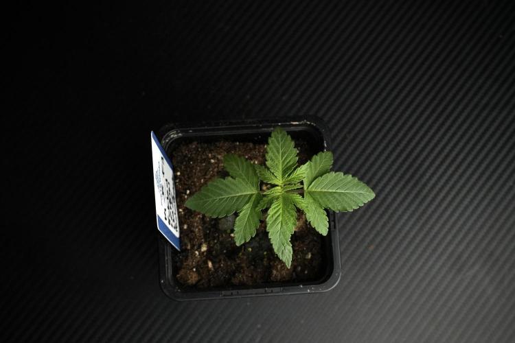 Pheno B Pickle Lemon Haze F1 Zamnesia. Week 1 - PLHF1 Pheno B