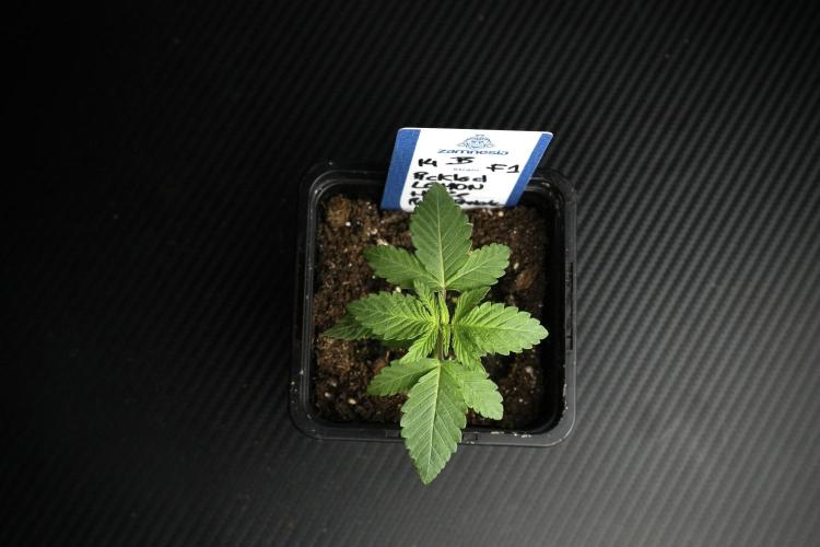 Pheno B Pickle Lemon Haze F1 Zamnesia. Week 1 - PLHF1 Pheno B