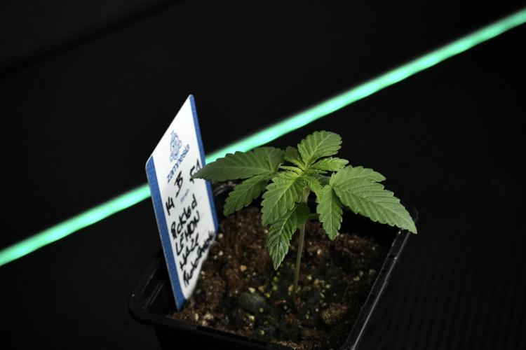 Pheno B Pickle Lemon Haze F1 Zamnesia. Week 1 - PLHF1 Pheno B