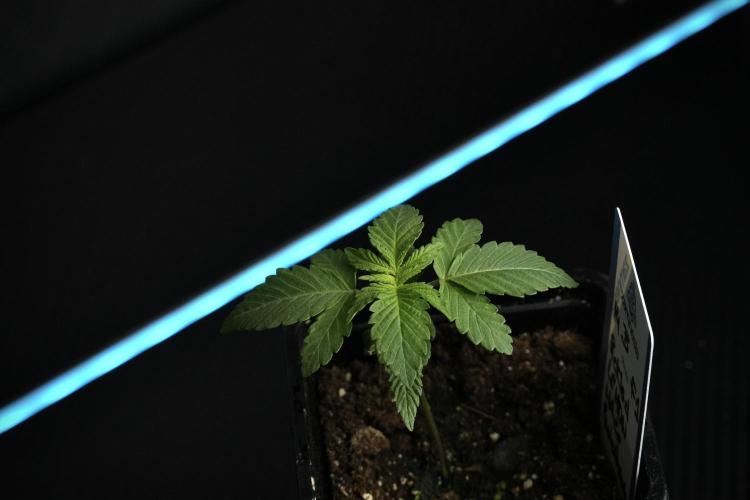 Pheno B Pickle Lemon Haze F1 Zamnesia. Week 1 - PLHF1 Pheno B