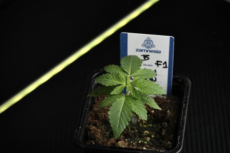 Pheno B Pickle Lemon Haze F1 Zamnesia. Week 1 - PLHF1 Pheno B