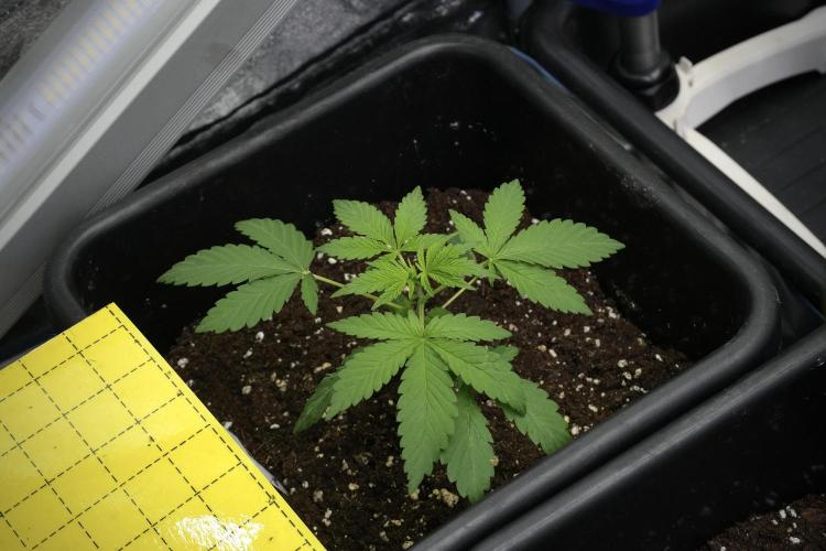 Blueberry  Muffin by Zamnesia Pheno A. Week 3 - Blueberry Muffin Pheno A