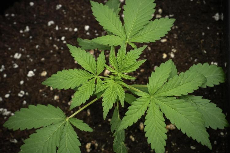 Blueberry  Muffin by Zamnesia Pheno A. Week 3 - Blueberry Muffin Pheno A