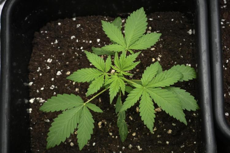 Blueberry  Muffin by Zamnesia Pheno A. Week 3 - Blueberry Muffin Pheno A
