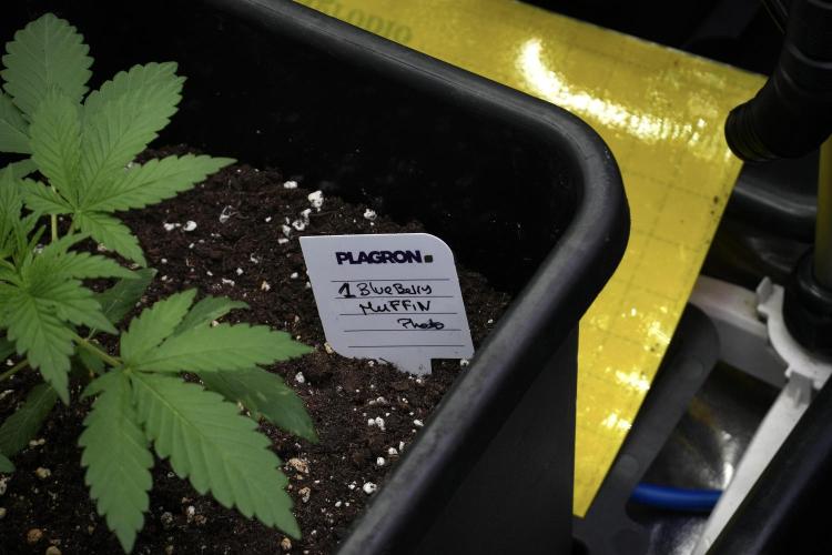 Blueberry  Muffin by Zamnesia Pheno A. Week 3 - Blueberry Muffin Pheno A