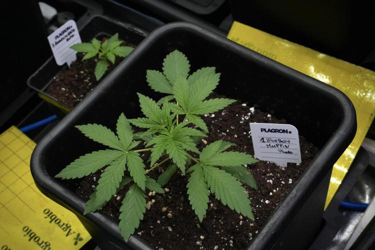 Blueberry  Muffin by Zamnesia Pheno A. Week 3 - Blueberry Muffin Pheno A