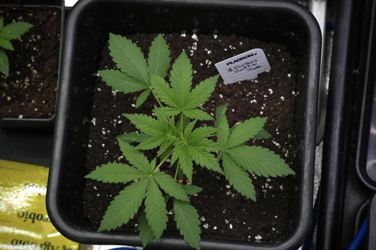 Blueberry  Muffin by Zamnesia Pheno A. Week 3 - Blueberry Muffin Pheno A