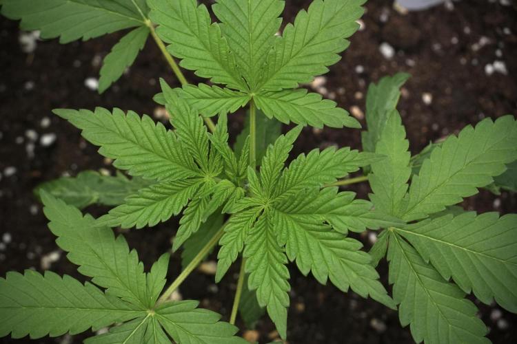 Blueberry  Muffin by Zamnesia Pheno A. Week 3 - Blueberry Muffin Pheno A