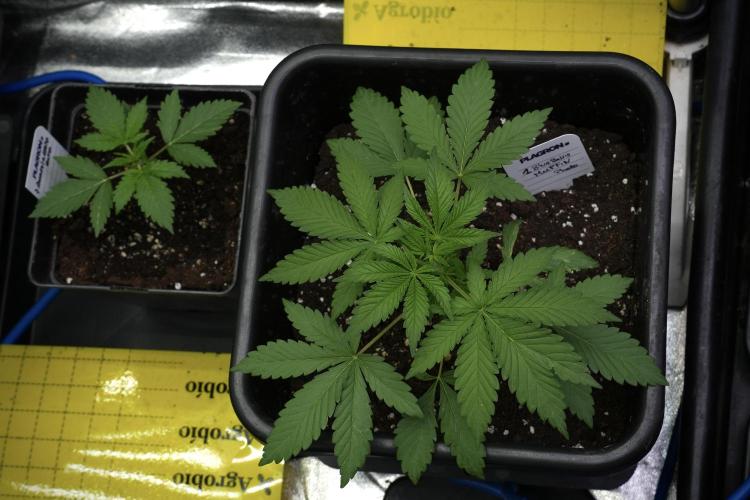 Blueberry  Muffin by Zamnesia Pheno A. Week 3 - Blueberry Muffin Pheno A