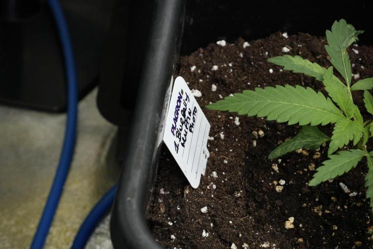 Pheno B Blueberry  Muffin by Zamnesia. Week 3 - Blueberry Muffin Pheno B 
The Beautiful Oddball