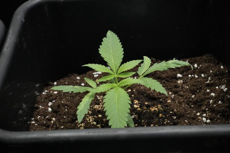 Pheno B Blueberry  Muffin by Zamnesia. Week 3 - Blueberry Muffin Pheno B 
The Beautiful Oddball