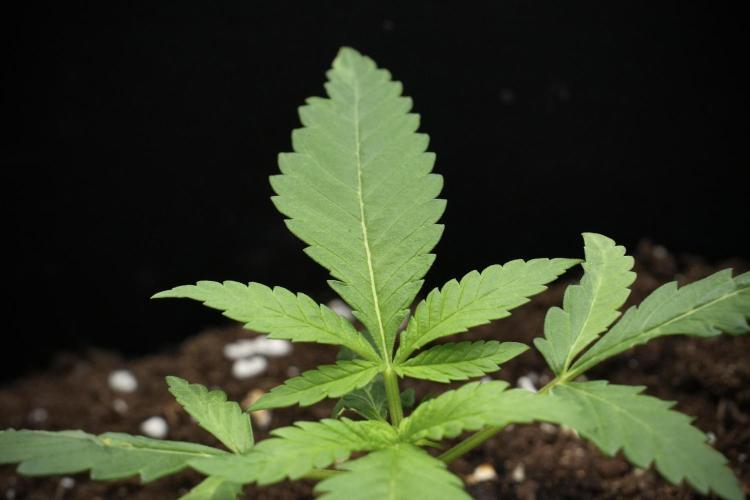 Pheno B Blueberry  Muffin by Zamnesia. Week 3 - Blueberry Muffin Pheno B 
The Beautiful Oddball